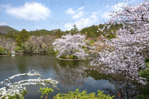Kyoyochi pond in the Japanese garden, blooming cherry trees, Ryoan-ji, Zen Buddhist temple complex,