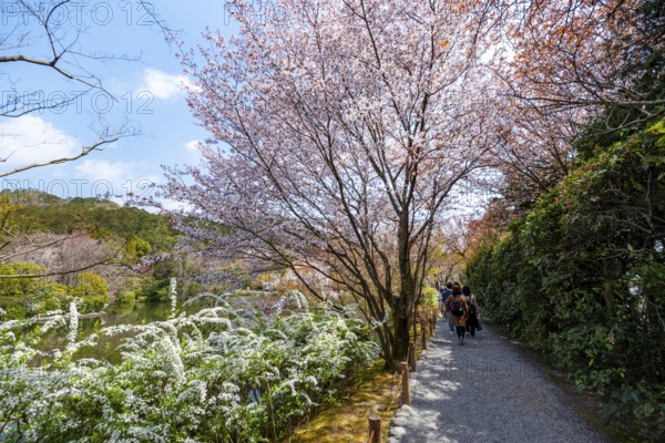 Blooming cherry trees, path along Kyoyochi Pond in the Japanese Garden, Ryoan-ji, Zen Buddhist