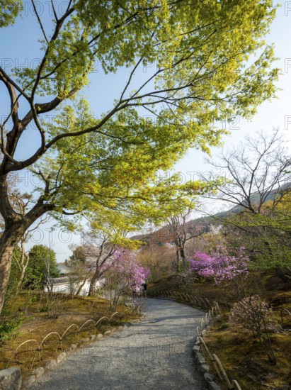 Path between blooming bushes in spring, Sogenchi Teien Japanese Garden, Tenryu-ji, Zen Buddhist