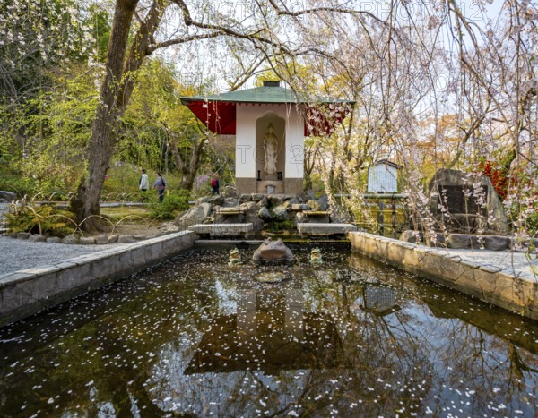Fountain under a blooming cherry tree, Sogenchi Teien Japanese Garden, Tenryu-ji, Zen Buddhist