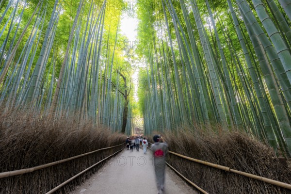Visitors on their way through bamboo forest, motion blur, long exposure, towering bamboo stems in