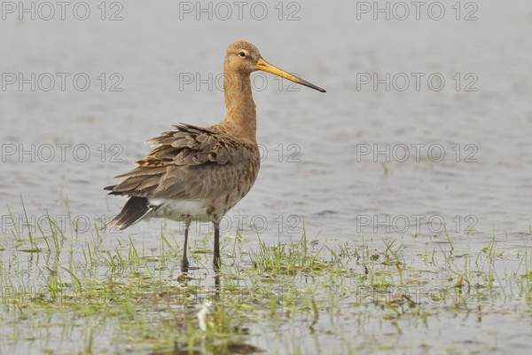 Greenpike (Limosa limosa) runs in shallow water in a moor, snipe birds, wildlife, nature
