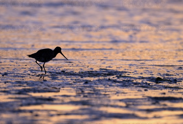 Pod-tailed woodcock (Limosa lapponica) in backlight on the beach, Texel, North Holland, the