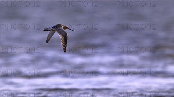 Flying woodcock (Limosa lapponica) in backlight on the beach, Texel, North Holland,