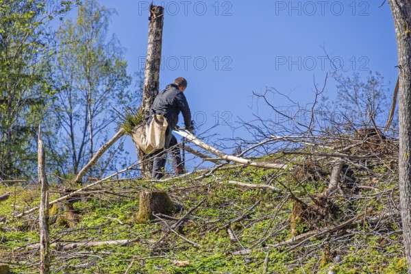 Man working on planting spruce seedlings on a clear-cut clearing in a coniferous forest on a sunny