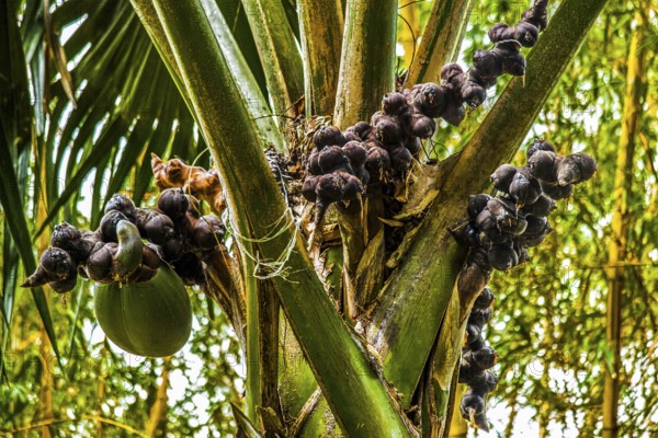 Female coco de mer, Seychelles palm, Lodoicea maldivica, most famous endemic palm species with the