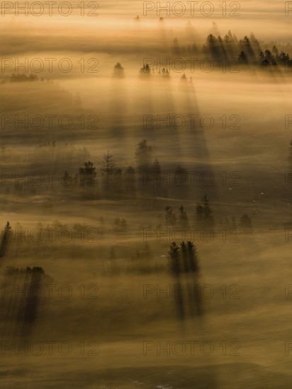 Fog, clouds of fog, trees, back light, sunrise, aerial view, Loisach-Lake Kochel-Moore, Upper