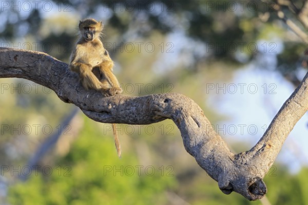 Southern green sea cat (Chlorocebus pygerythrus) sitting on branch, pocket monkey