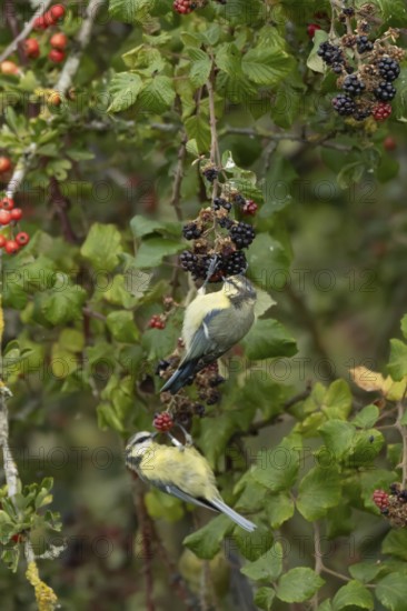 Blue tit (Cyanistes caeruleus) two adult birds in a hedgerow feeding on blackberries in summer,