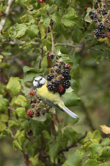 Blue tit (Cyanistes caeruleus) adult bird in a hedgerow on blackberries in summer, England, United