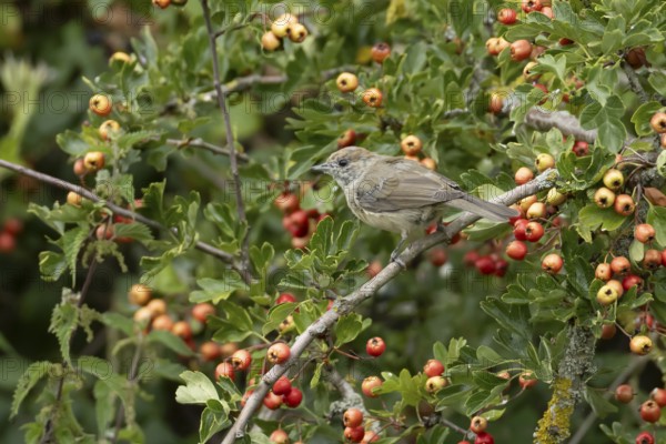 Eurasian blackcap (Sylvia atricapilla) adult female bird in a Hawthorn hedgerow with red berries in