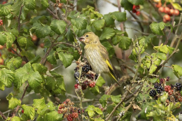 Eurasian greenfinch (Chloris chloris) adult bird in a hedgerow feeding on blackberries in summer,