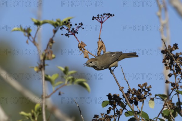 Eurasian blackcap (Sylvia atricapilla) adult female bird in a hedgerow feeding on Elder tree