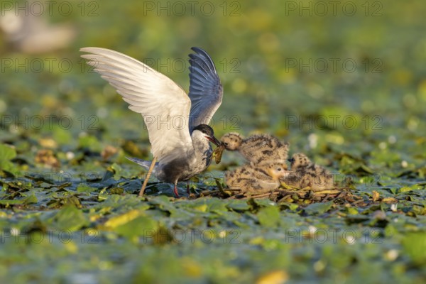 White-bearded terns (Childonias hybride) feeding with young birds on their nest, Danube Delta,