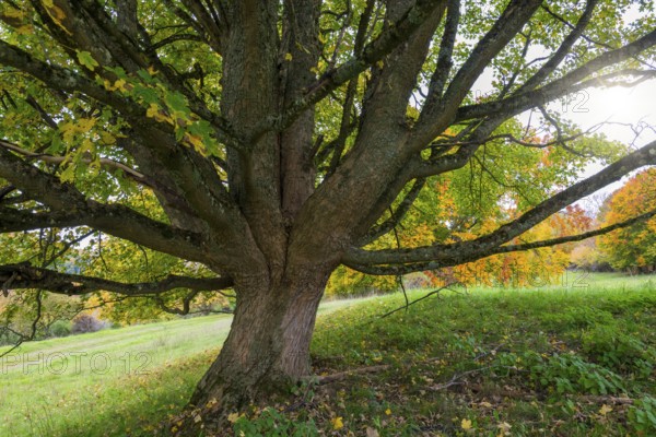 Large tree with widely branched branches in autumn, maple, Swabian Alb Biosphere Reserve,