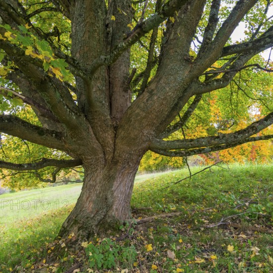 Close-up of a large tree with sprawling branches, maple, Swabian Alb Biosphere Reserve,