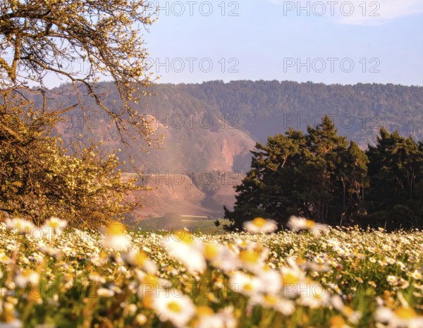 A sunlit meadow with daisies against a forest backdrop under a blue sky, Late summer country