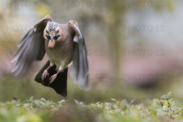A jay (Garrulus glandarius) in flight with an acorn in its beak. He has his wings pointed