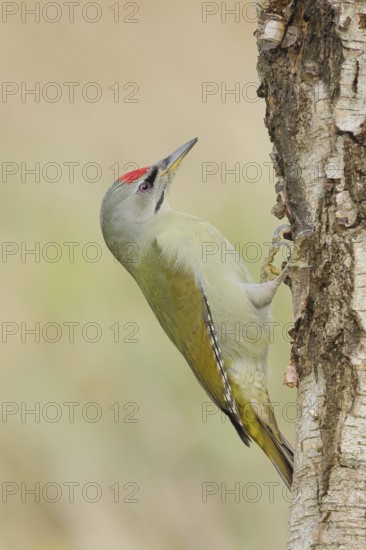 Grey woodpecker (Picus canus), male on a birch tree, wildlife, woodpeckers, nature photography,