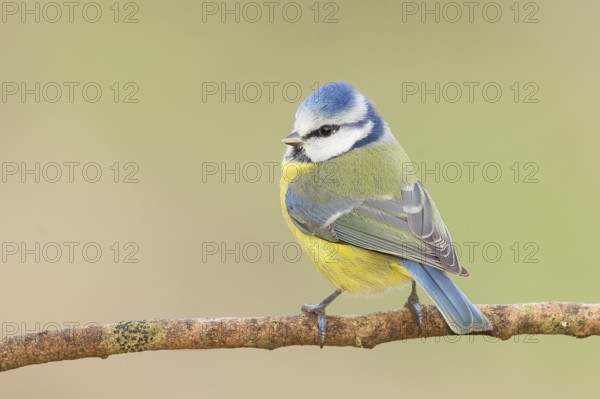Blue tit (Parus caeruleus) sitting on a branch, wildlife, animals, birds, tit, Siegerland, North