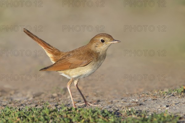 Nightingale (Luscinia megarhynchos) standing on the ground, wildlife, animals, birds, songbird,