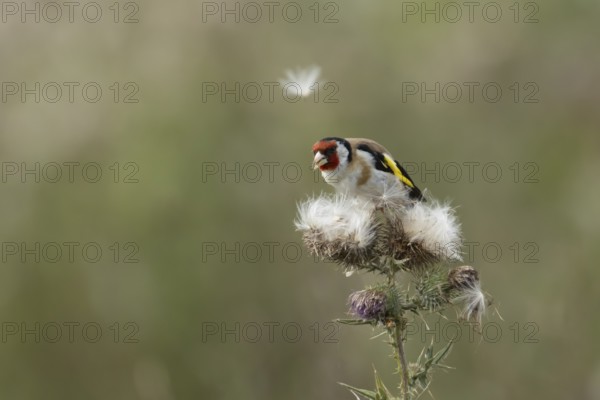 European goldfinch (Carduelis carduelis) adult bird feeding on Creeping thistle plant seedheads,