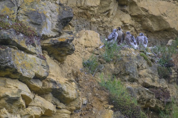 Peregrine falcon (Falco peregrinus), adult female in her habitat feeding nestlings in picturesque