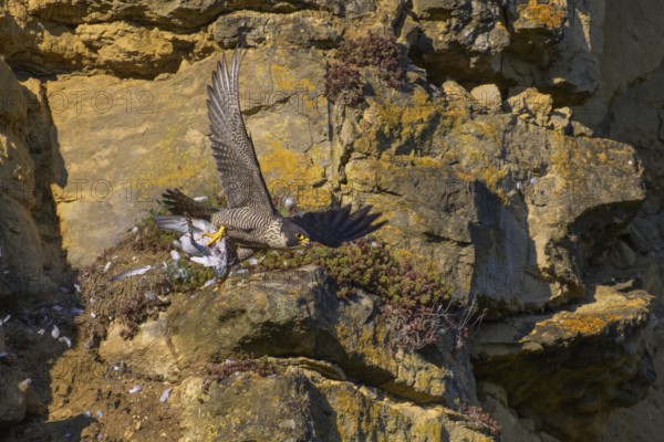 Peregrine falcon (Falco peregrinus), adult female flying with prey in picturesque rocky scenery,