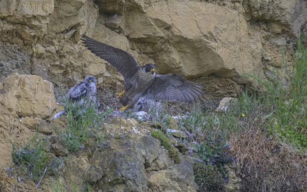 Peregrine falcon (Falco peregrinus), adult female taking off from Felsenhorst after feeding