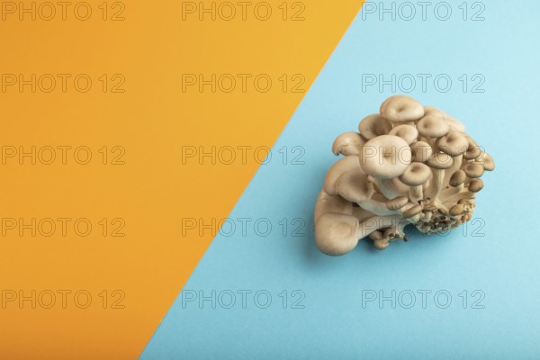Raw Oyster mushroom, Pleurotus ostreatus on blue and orange pastel paper background. Side view,