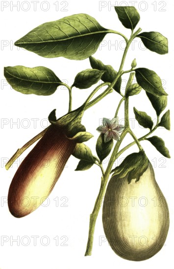 Solanum pomiferum, type of tomato, illustration, reproduction from a 19th century model. Authentic,