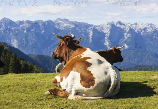 Cattle on pasture, Hochzinkenalm, Postalm, Osterhorn Group, Salzkammergut, Province of Salzburg,