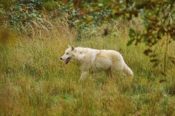 A white wolf is moving through an autumn meadow and seems to be exploring something, Arctic wolf