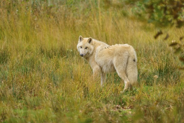Wolf looks back over his shoulder in an open, autumnal environment, Arctic wolf (Canis lupus