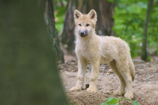 A bright puppy stands alert in the forest, Arctic Wolf (Canis lupus arctos)