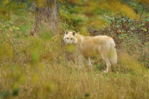 White wolf looking back in an autumnal forest surrounded by leaves and shrubs, Arctic wolf (Canis