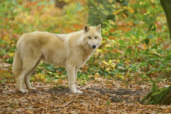 A wolf stands in a forest full of autumn leaves and leaves on the ground, Arctic wolf (Canis lupus
