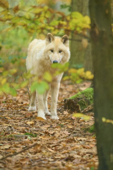 A wolf looks at the camera through the autumn leaves in the forest, Arctic wolf (Canis lupus
