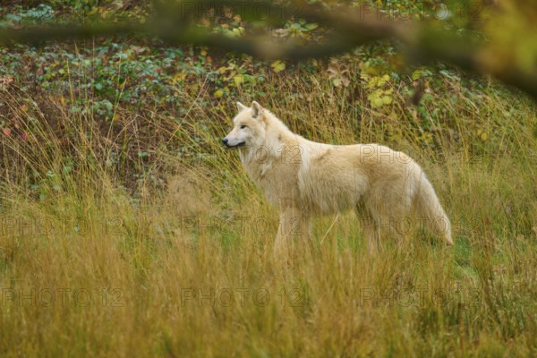 White wolf runs peacefully through an open, autumnal meadow landscape, Arctic wolf (Canis lupus