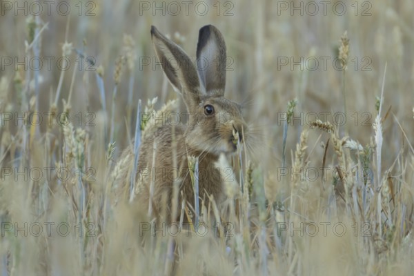 European brown hare (Lepus europaeus) adult animal feeding on a wheat sheath in a farmland field in