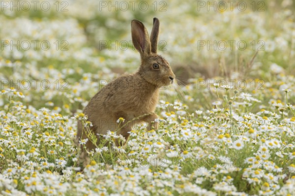 European brown hare (Lepus europaeus) adult animal running across flowering Mayweed daisy flowers