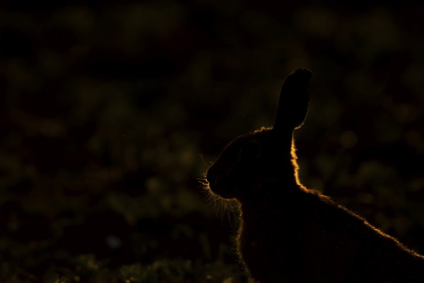 European brown hare (Lepus europaeus) adult animal backlit in a farmland field in summer, England,