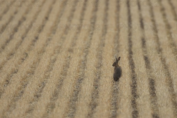 European brown hare (Lepus europaeus) adult animal in a farmland stubble field in summer, England,