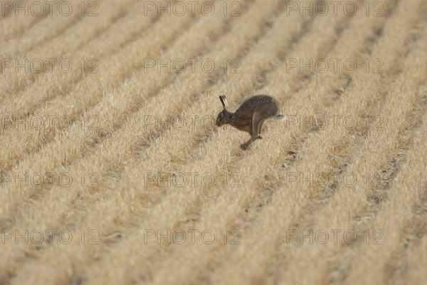 European brown hare (Lepus europaeus) adult animal running across a farmland stubble field in