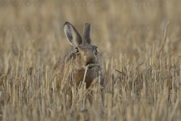 European brown hare (Lepus europaeus) adult animal feeding on a wheat sheath in a farmland stubble