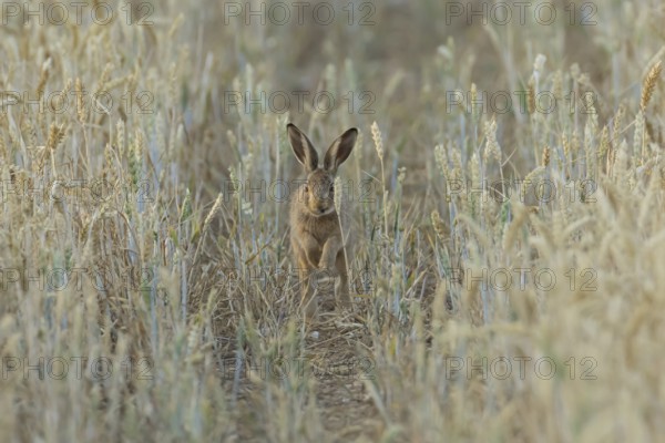 European brown hare (Lepus europaeus) juvenile baby leveret animal running in a farmland wheat