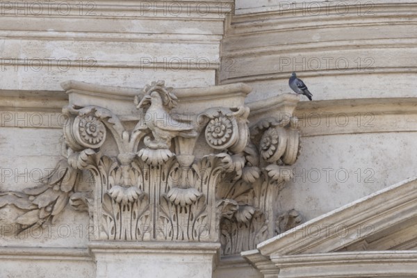 Feral dove (Columba livia) adult bird on a building with a peace dove bird sculture in the city of