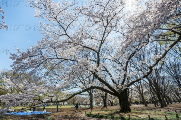 Blooming cherry trees in spring, Yoyogi Park, Hanami Festival, Shibuya District, Shibuya District,