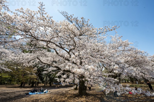 Blooming cherry tree in spring, Yoyogi Park, Hanami Festival, Shibuya District, Shibuya District,