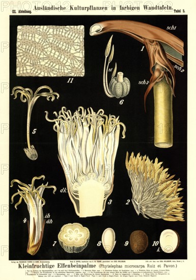 Cultivated plant, small-fruited ivory palm, Phyelephas microcarpa, illustration by Carl Bollmann,
